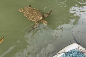 オアフ島：ノースショア ハレイワ パドルボード リバー アドベンチャー