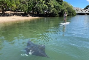 オアフ島：ノースショア ハレイワ パドルボード リバー アドベンチャー