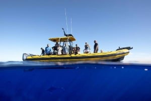 Oahu: North Shore Haleʻiwa: Prywatny czarter łodzi
