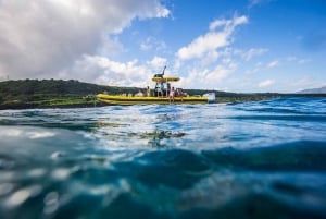 Fra Haleiwa: Havmiljøtur til Oahus nordkyst