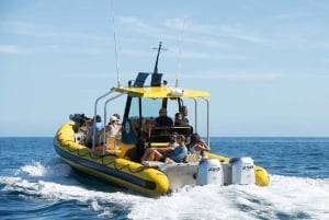 Oahu: Excursión por la Vida Marina de la Costa Norte desde Haleiwa