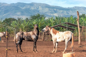 Oahu: North Shore Oceanfront Horseback Riding Tour