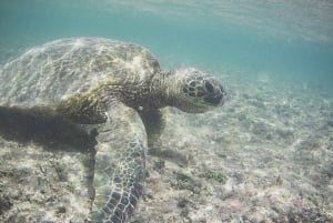 Oahu, Côte Nord : Leçon de surf privée