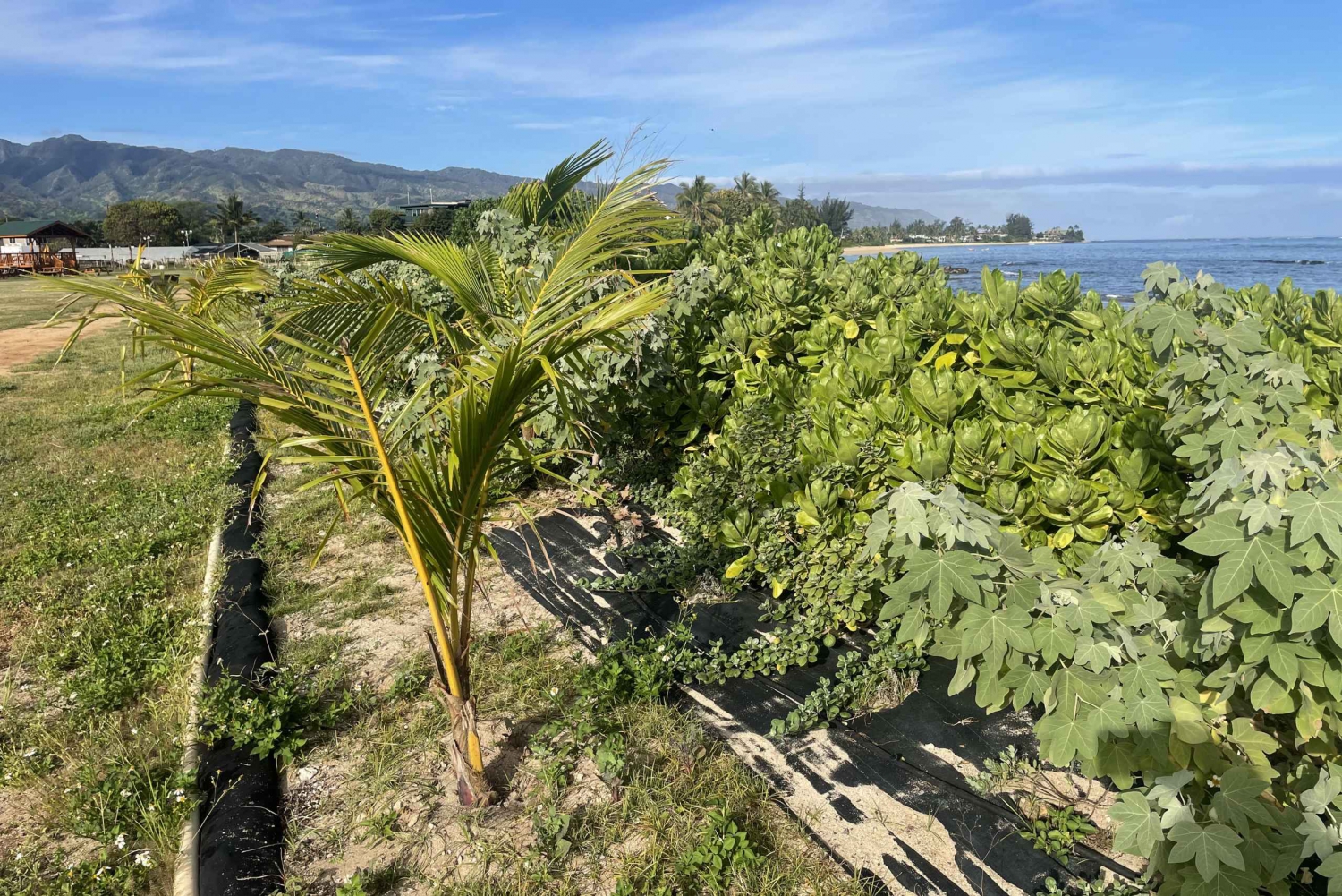 Oahu: Shoreline Restoration Tour w/ Native Plants & Animals