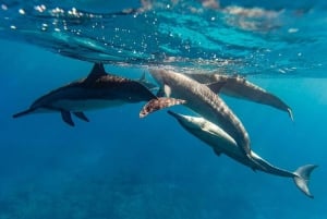 Oahu: Excursão de mergulho com snorkel em North Shore saindo de Haleiwa