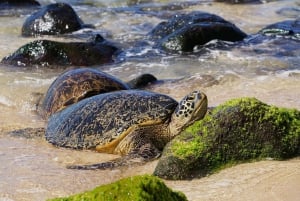Oahu: Pływanie przy wodospadzie North Shore