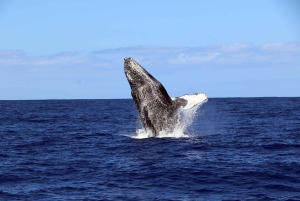 Oahu: rejs premium ze snorkelingiem, obserwacja wielorybów i delfinów