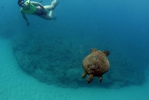 Oahu: rejs premium ze snorkelingiem, obserwacja wielorybów i delfinów