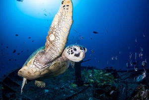 Oahu: Waikiki Submarine Tour