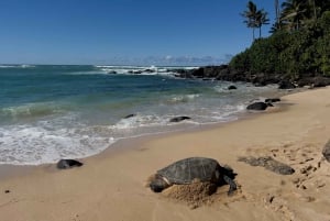 Oahu: Private Best of Oahu Sightseeing Tour