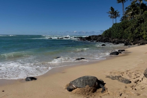 Oahu: Tour panoramico privato del meglio di Oahu