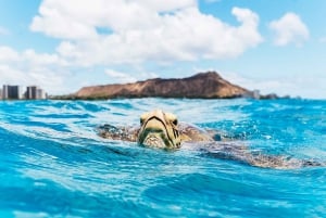 Oahu: Privat katamaran solnedgångskryssning och valfri snorkling