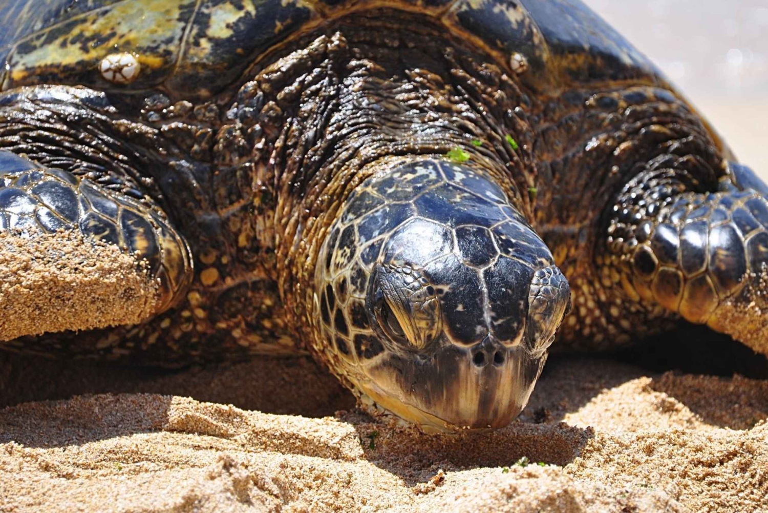 Oahu: Tour privato personalizzato dell'isola