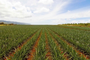 Oahu: Tour privato personalizzato dell'isola