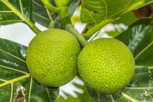 Oahu: tour personalizzato privato con una guida locale