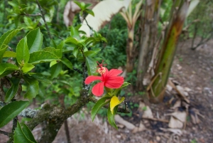 Oahu: Tour privato - Isola del Cerchio - personalizzabile
