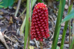 Oahu: Tour privato - Isola del Cerchio - personalizzabile