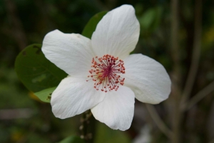 Oahu: Tour privato - Isola del Cerchio - personalizzabile