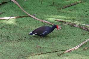 Oahu: Tour privato - Isola del Cerchio - personalizzabile