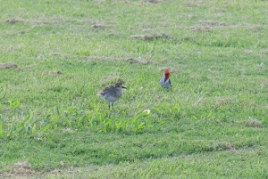 Oahu: Tour privato - Isola del Cerchio - personalizzabile
