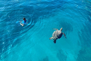 Oahu: Hahu: Yksityinen kilpikonnasnorklaus räätälöitävän matkasuunnitelman kanssa.