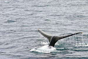 Oahu: Privates Whale Watching Abenteuer