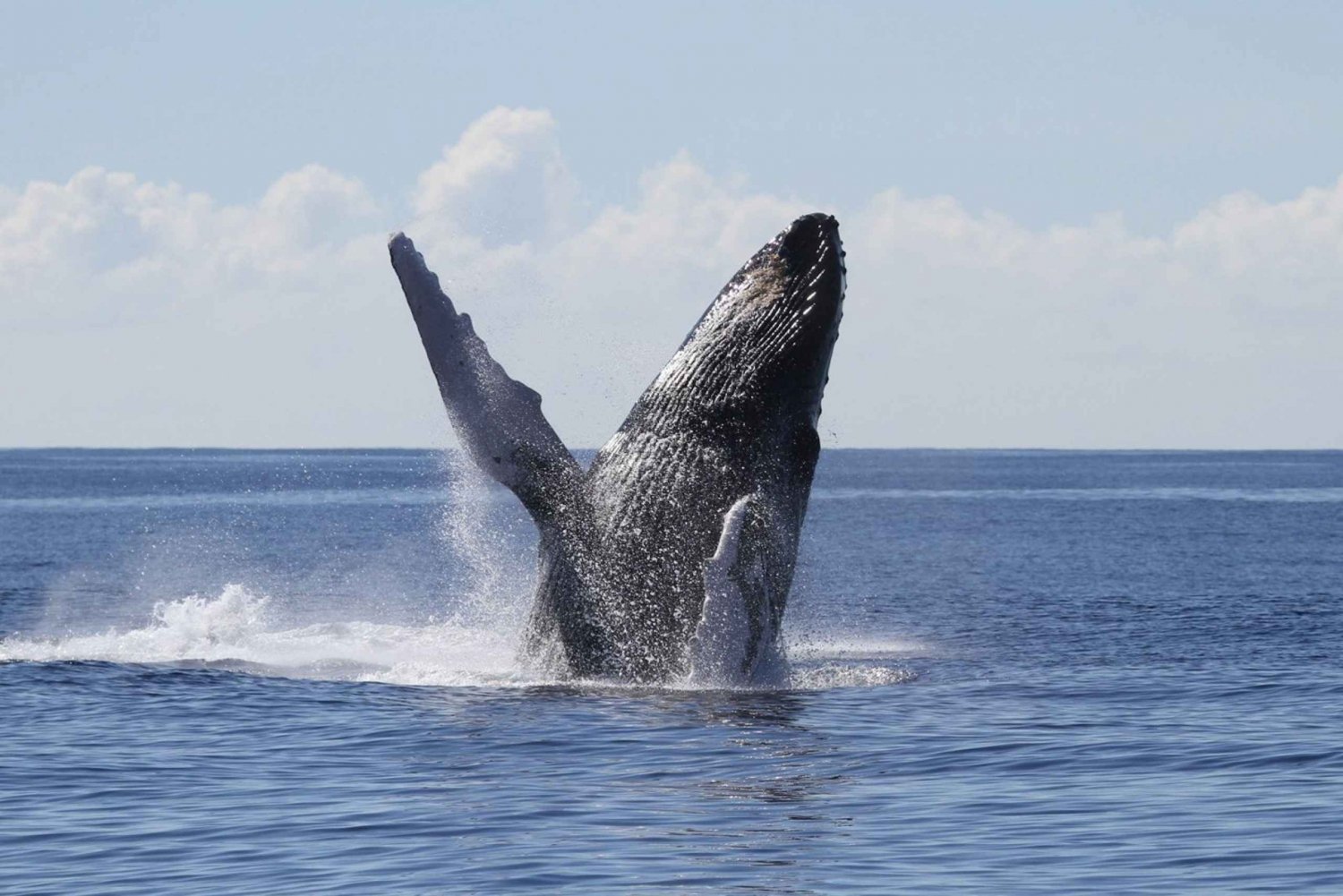 Oahu: Seasonal Whale Watch Cruise
