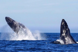 Oahu: Seasonal Whale Watch Cruise