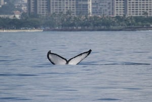 Oahu: Seasonal Whale Watch Cruise