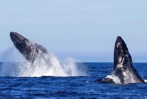 Oahu: Seasonal Whale Watch Cruise