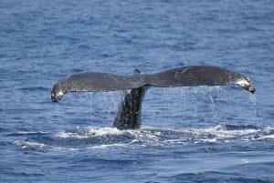 Oahu: Seasonal Whale Watch Cruise