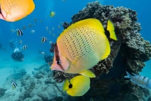 Oahu: Dykking på grunt rev for sertifiserte dykkere