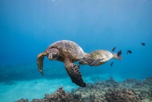 Oahu: Dykning med grunda rev för certifierade dykare
