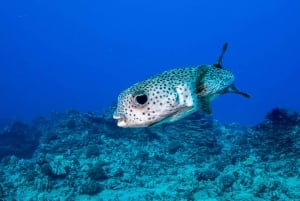 Oahu: Lavvandet revdyk for certificerede dykkere