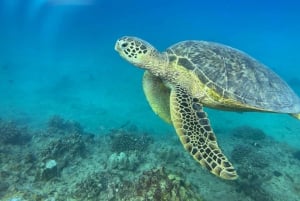 Oahu: Nurkowanie na płytkiej rafie dla certyfikowanych nurków