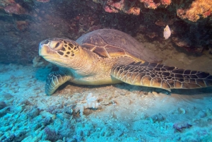 Oahu: Shallow Reef Scuba Dive for Sertifioidut Sukeltajat