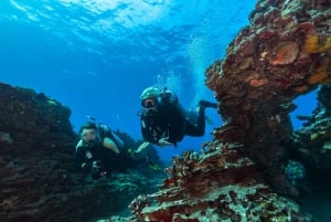 Oahu: Shallow Reef Scuba Dive for Certified Divers