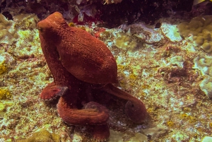 Оаху: подводное погружение на мелководье рифа для сертифицированных дайверов