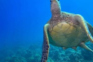 Оаху: подводное погружение на мелководье рифа для сертифицированных дайверов