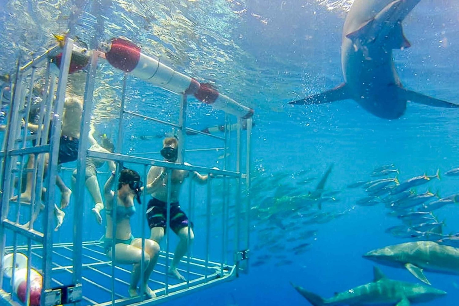 Oahu: nurkowanie w klatce z rekinami na północnym wybrzeżu