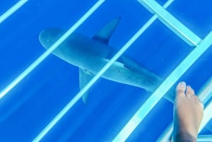 Oahu: Shark Cage Dive on the North Shore