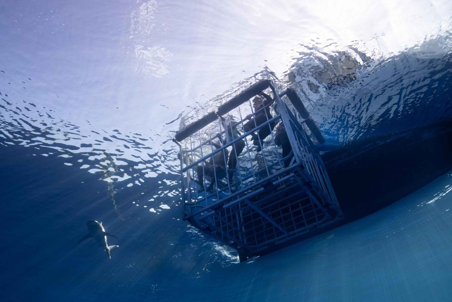 Oahu: Shark Cage Diving Experience