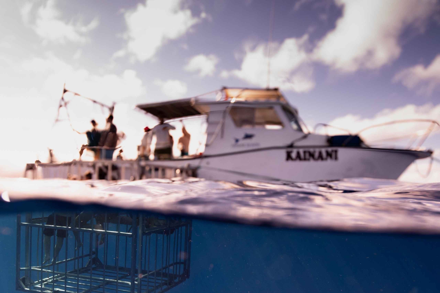 Oahu: Upplevelse av dykning med hajbur