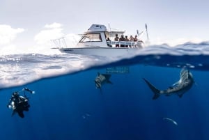 Oahu: Hai Käfig Tauchen Erfahrung