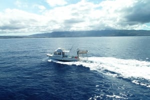 Oahu: Hai Käfig Tauchen Erfahrung