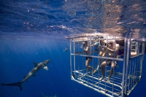 Oahu: Upplevelse av dykning med hajbur