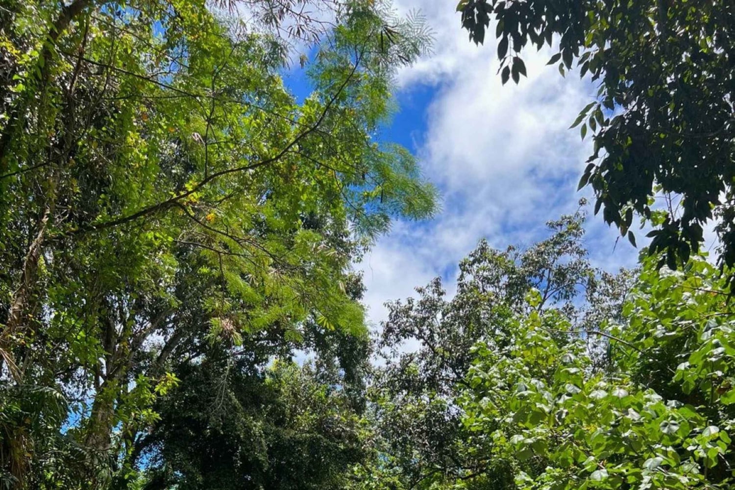 オアフ島：シングル＆ダブルカヤック 3 時間川レンタル