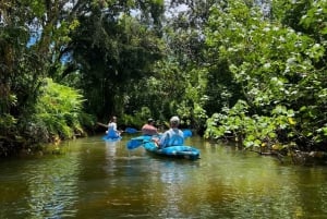 Oahu Alquiler de 3 horas de kayak individual y doble en el río