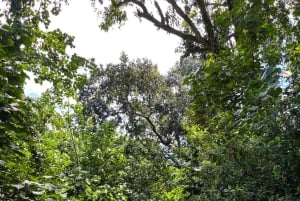 オアフ島：シングル＆ダブルカヤック 3 時間川レンタル