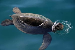 Premium Snorkeling Cruise & Dolphin Watch with Buffet